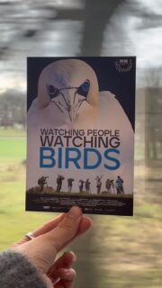 WATCHING PEOPLE WATCHING BIRDS auf dem Weg nach Kopenhagen zum @cphdox 😇🪶 #loekenfranke #documentary #dokumentarfilm #cphdox #watchingpeoplewatchingbirds